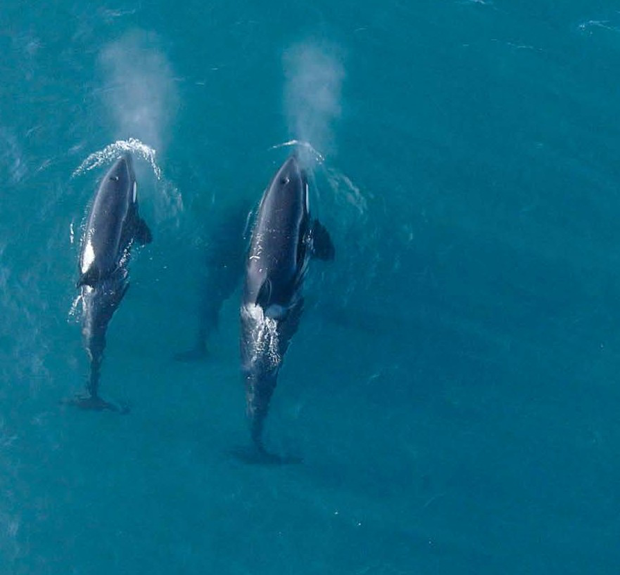 delfines